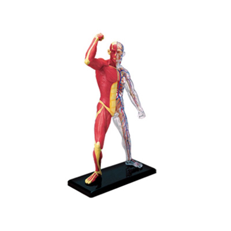 Medical Lab Technology - 4d Master Human Muscle Skeleton Anatomy