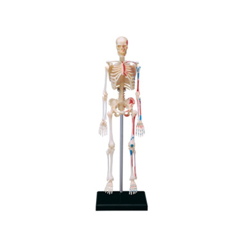Medical Lab Technology - 4d Human Full Skeleton Anatomy Model