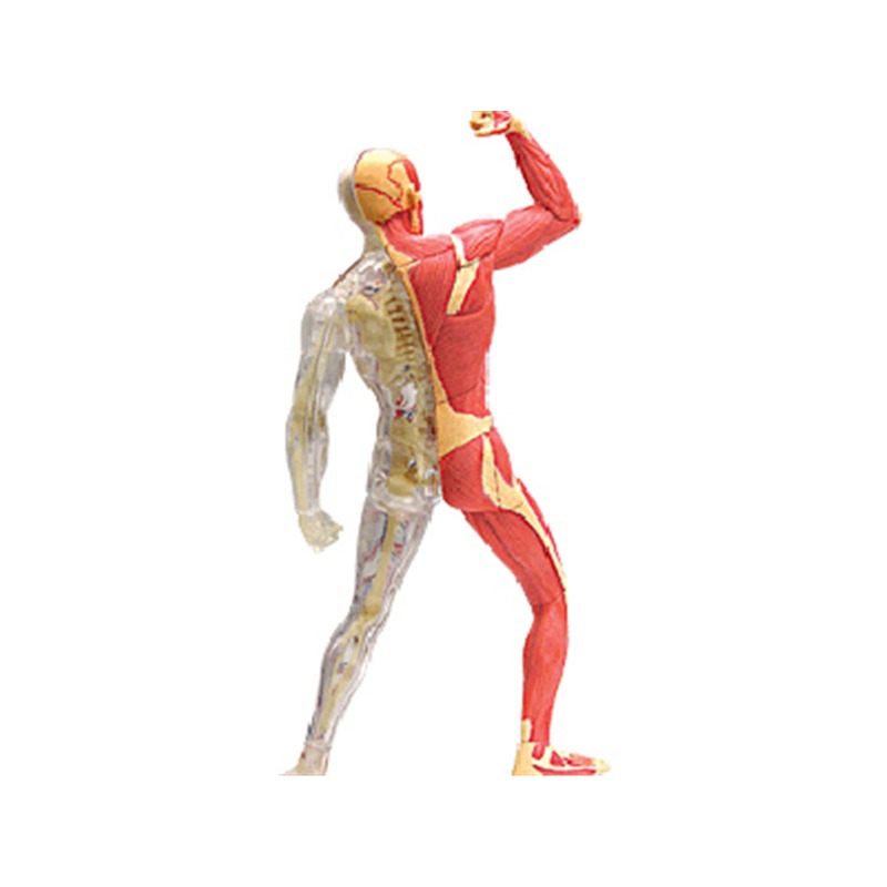 4d Master Human Muscle Skeleto - Medical Lab Technology recension och pris