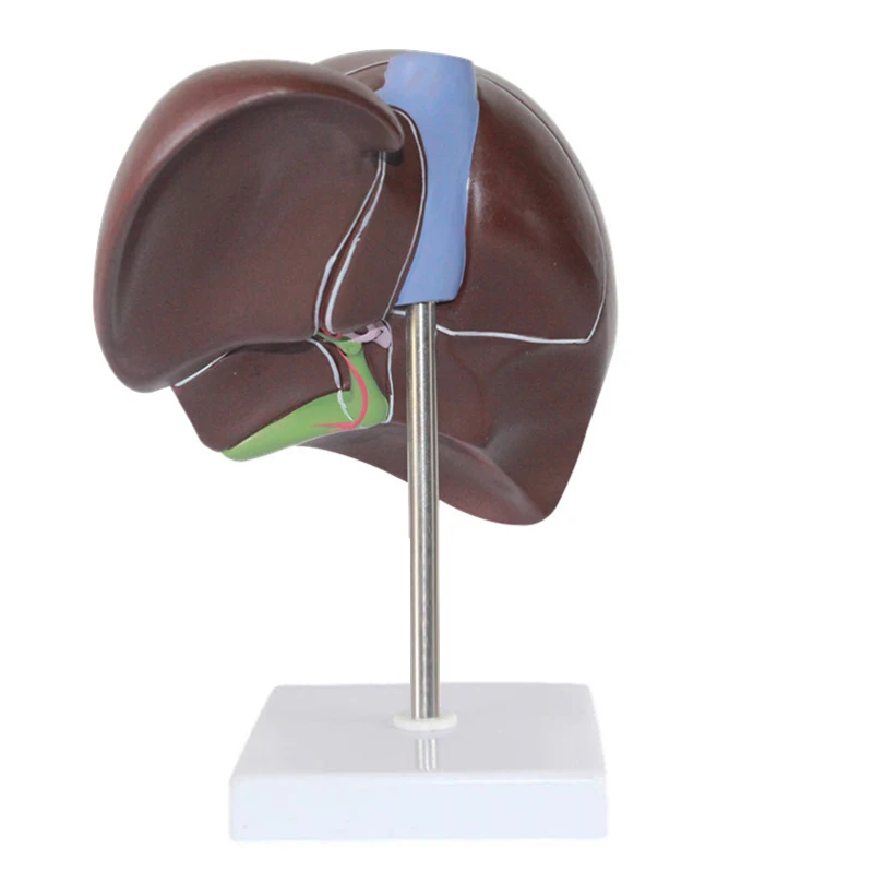 Medical props model human live - Medical Lab Technology recension och pris