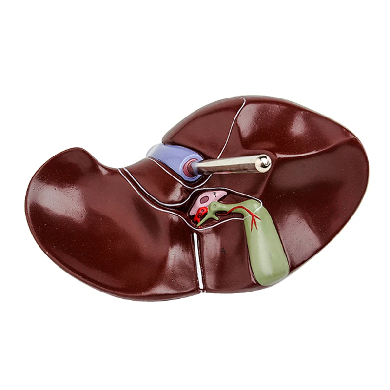 Medical props model human live - Medical Lab Technology recension och pris
