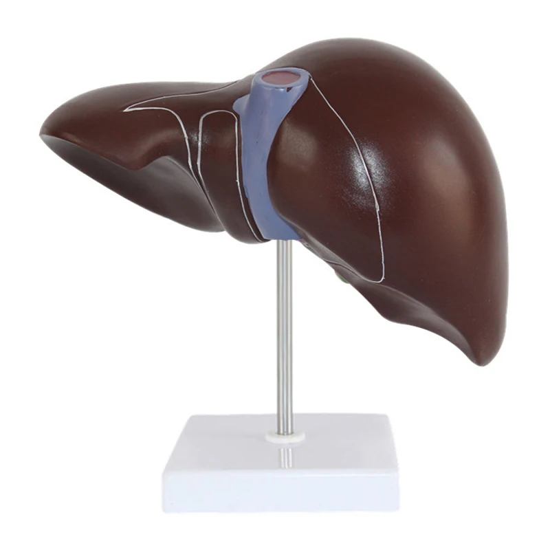 Medical props model human live - Medical Lab Technology recension och pris