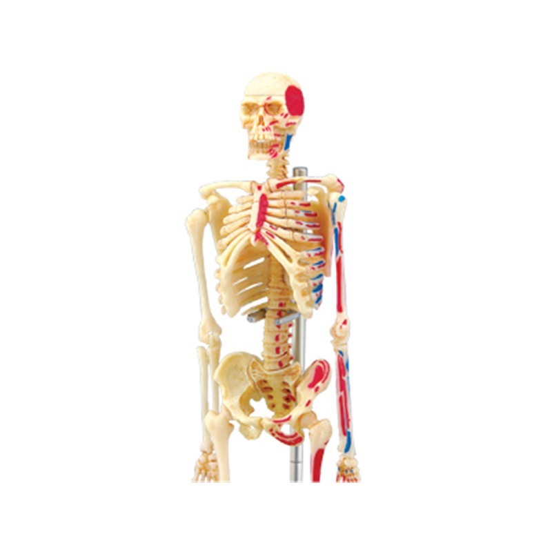 4d Human Full Skeleton Anatomy - Medical Lab Technology recension och pris