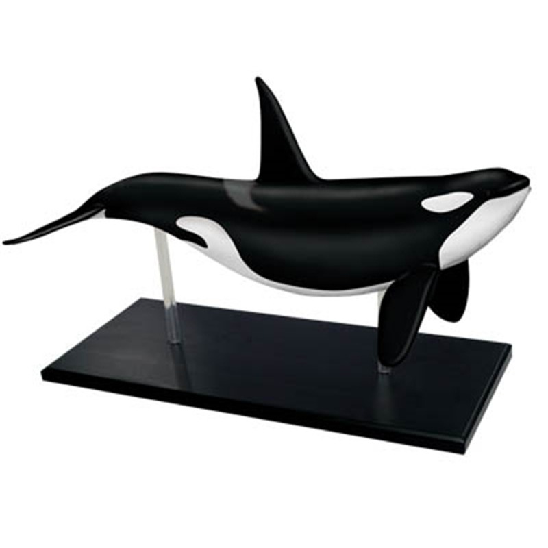 4D Vision Orca Whale Skeleton  - Medical Lab Technology recension och pris