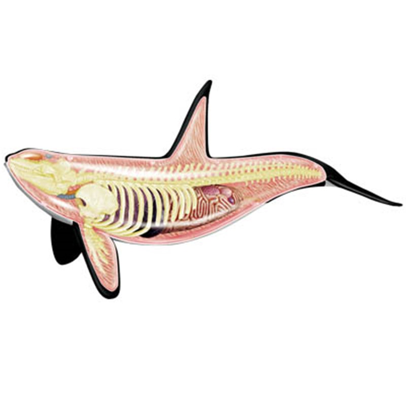 4D Vision Orca Whale Skeleton  - Medical Lab Technology recension och pris