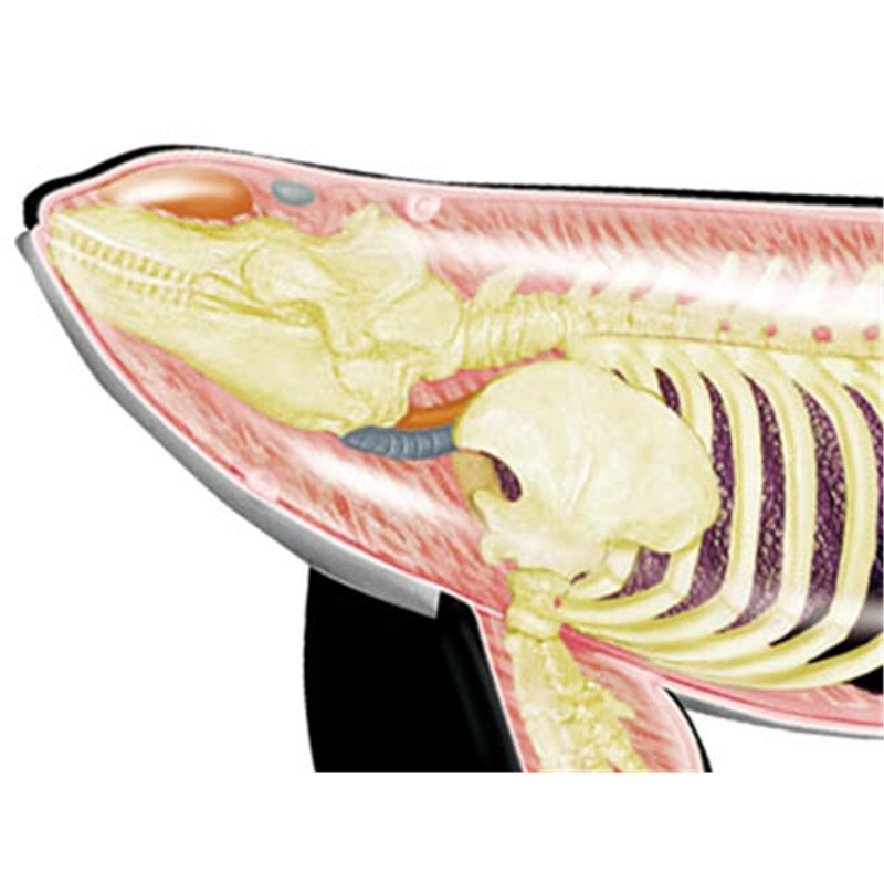 4D Vision Orca Whale Skeleton  - Medical Lab Technology recension och pris